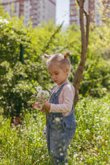 A little girl collects dandelions.