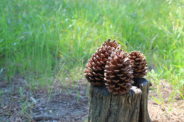 切り株の上の松ぼっくり