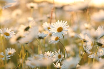 Daisies on a spring meadow at sunset