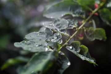 water drops on a fresh green leaf on a rainy day.