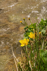 Obraz na płótnie Canvas Yellow flowers (Caltha palustris) grow on the bank of the stream