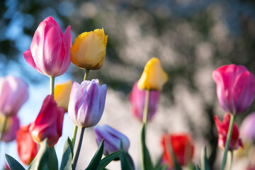 Frühjahr Tulpen in Rosa und Gelb mit blau weißem Hintergrund