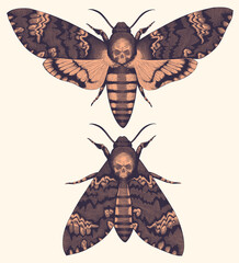Acherontia Atropos. Butterfly Dead Head. Hand drawn engraving. Editable vector vintage illustration. Isolated on light background. 8 EPS - obrazy, fototapety, plakaty