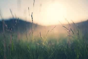 Wild grass in the mountains at sunset. Macro image, shallow depth of field. Vintage filter. Summer...