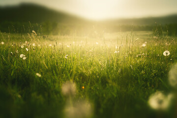 Wild grasses with dandelions in the mountains at sunset. Macro image, shallow depth of field....