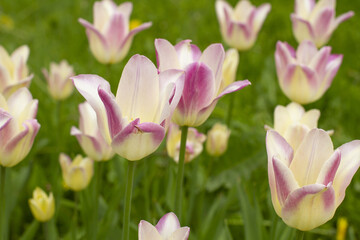 Obraz na płótnie Canvas Flowerbed of fresh gentle pink-yellow tulips with straight slim green stems in a spring city park, close-up, horizontal.