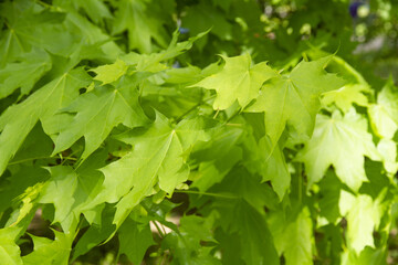 Branch of a maple tree with fresh green leaves in a city park in a spring, close-up, horizontal.