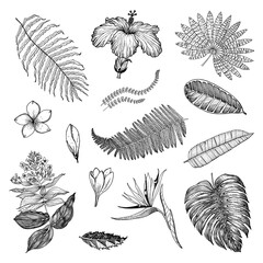 Palm plant, Strelitzia, Hibiscus, Plumeria, Medinilla, Monstera. Flowering plants. Tropical or exotic leaves and leaf. Vintage fern. Engraved flowers. Hand drawn. Botanical background.