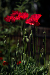 Red poppies on a dark background. Poppy is unrepeatable.Tall poppy red buds.