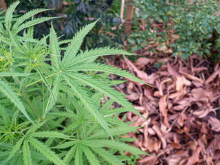 Fresh green cannabis leaves medicinal plant. Growing organic cannabis herb on the farm. Close-up young hemp. Textured marijuana leaves. Marijuana plantation for medical concept