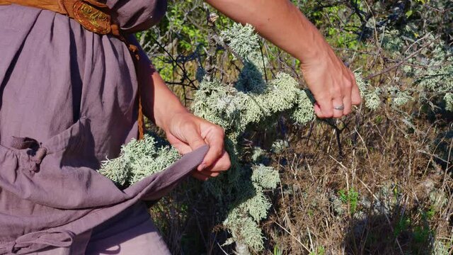 Young woman collects herbs for incense in a mountain forest. Girl picks dry lichen, oakmoss (Evernia prunastri)