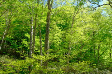 Fototapeta na wymiar 青空に映える新緑に囲まれた尾瀬の森