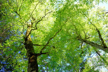 青空に映える新緑に囲まれた尾瀬の森