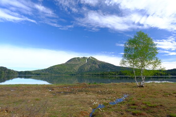 青空に映える新緑に囲まれた尾瀬の湿原　水芭蕉が咲く