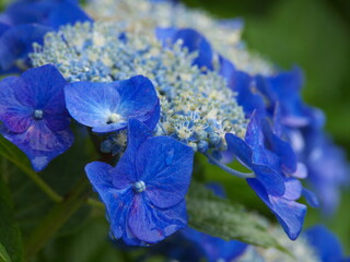 雨滴を纏ったアジサイ
