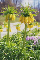 macro photography yellow flowers in the flowerbed. flower hazel grouseю Natural background. Flowers background. Beautiful neutral colors
