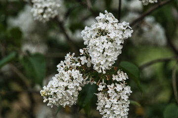 Different types of lilacs and a glass of wine. High quality photo