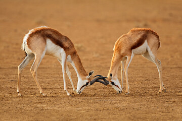Naklejka na ściany i meble Two male springbok antelopes (Antidorcas marsupialis) fighting, Kalahari desert, South Africa.