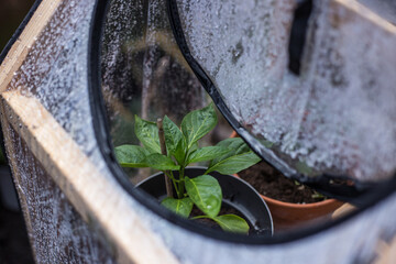 Pepper plant in a greenhouse