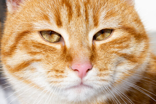 Domestic cat (felis catus) looking  to camera with serious expression on a sunny day