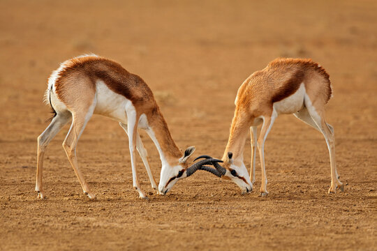 Two male springbok antelopes (Antidorcas marsupialis) fighting, Kalahari desert, South Africa.