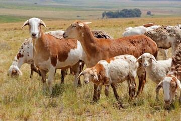 Meatmaster sheep - indigenous sheep breed of South Africa - on rural farm.