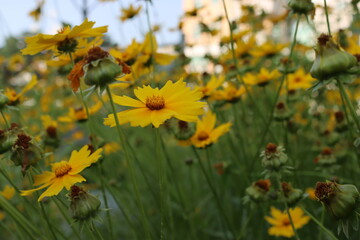 Beautiful yellow korean flower on background.Nature