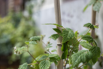 Plant raspberry bush on a terrasse. zoom. Close up of a plant.