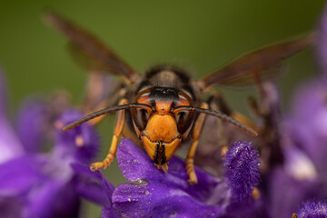 close up of a wasp