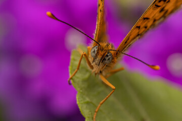 close up of a butterfly