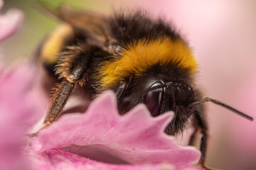 close up of a bee