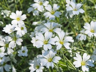 Garden plant Snow In Summer - Cerastium Tomentosum. Lots of white flowers of Cerastium Tomentosum