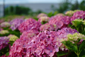 In Japan, hydrangeas start blooming from June to July