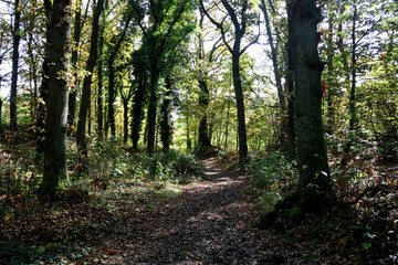 Fototapeta na wymiar Sunlit Woodland Pathway in Scottish Highlands