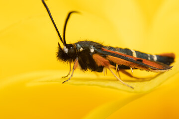 close up of a moth