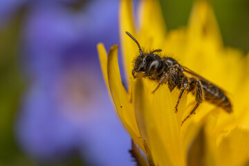 close up of a bee