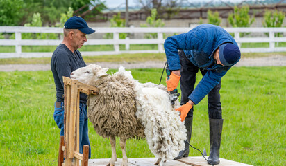 Man farmer shearing the sheep with sharp scissors. White wool trimming.