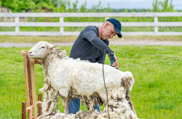 Man working with shearing the wool. Sheep sharp shearer.