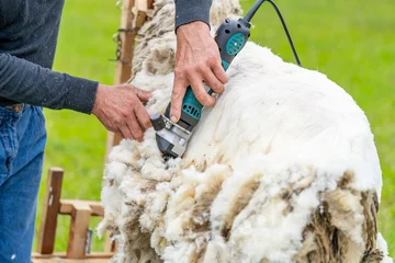 Tuinposter Man shearing a sheep with instrument. Farmer working with sheep wool. © Vadim