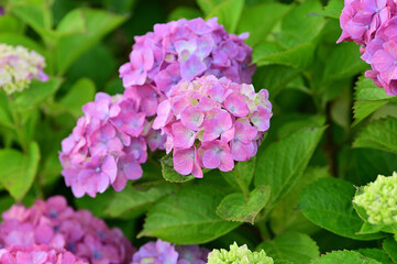 In Japan, hydrangeas start blooming from June to July