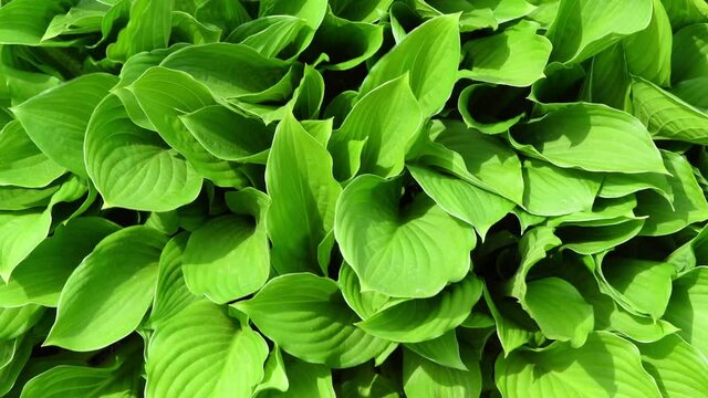 The young green of the hosta garden plant sways in the wind on a bright sunny summer day.