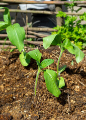 Young seedings of sunflowers growing in the garden. gardening and planting concept.