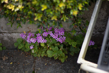 壁の隙間から芽生える小さな花