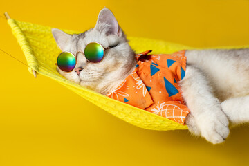 Portrait of an adorable white cat in sunglasses and an shirt, lies on a fabric hammock, isolated on...