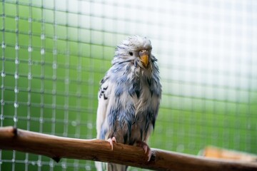 Ein nasser Wellensittich in der Außenvoliere schaut in die Kamera