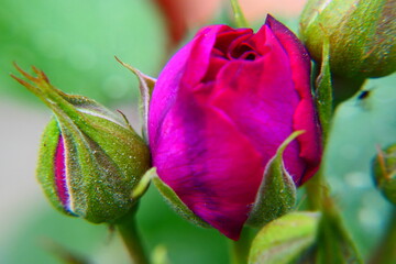 aufbl&uuml;hende Rosenbl&uuml;te