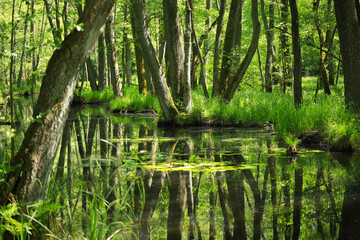 The nature reserve briese swamp (Briesetal) in federal state Brandenburg - Germany