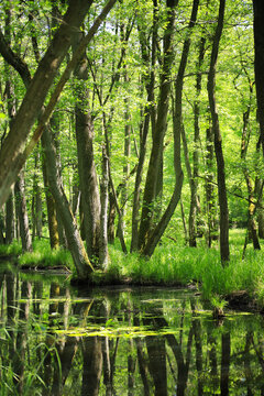 The nature reserve briese swamp (Briesetal) in federal state Brandenburg - Germany
