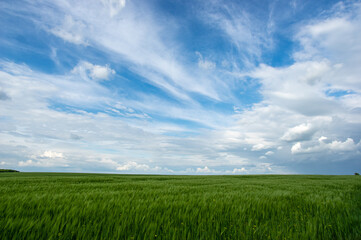 Summer landscape, wheat field on a summer day