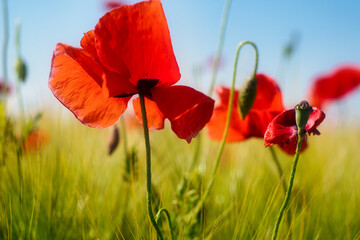 Obraz premium Red poppy flowers field in the sunny spring rural Serbia